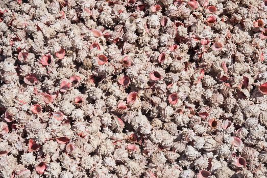 Shells collected on Mazatlan Beach Mexico