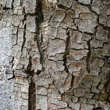 Close up texture of fracture on the tree bark. 