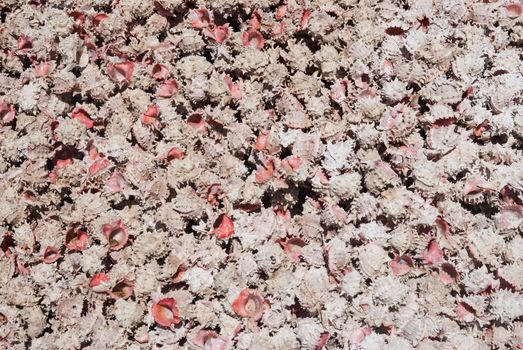 Shells on Mexican beach