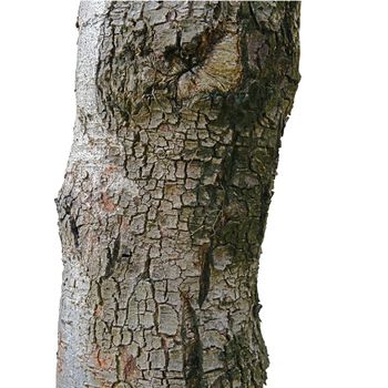 Close up texture of fracture on the tree bark (isolated on a white background)