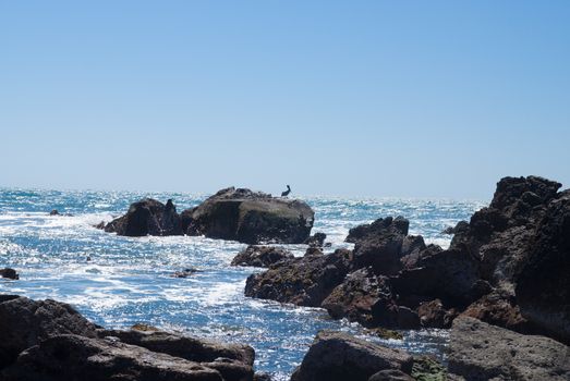 Pelican on rocks at Mazatlan coast
