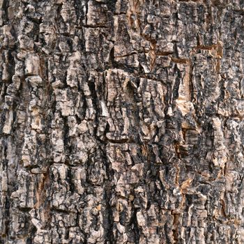 Close up texture of fracture on the tree bark.