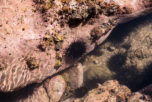 Sea Urchins in tide pool on Mexican Coast