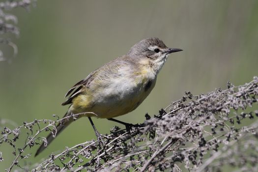 female Yellow wagtail (Wagtail Motacilla flava) sitting on a branch