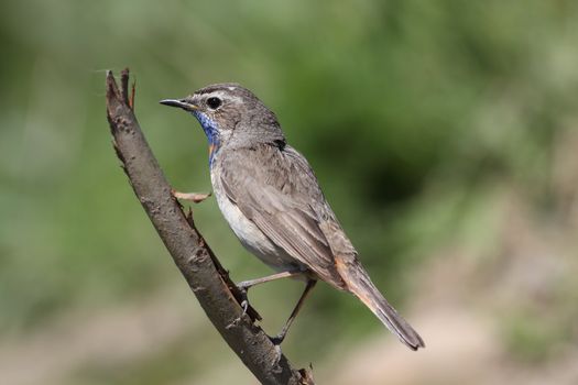 male bluethroat (Luscinia svecica) sits on a branch