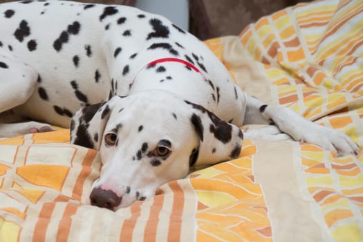 The dalmatian lies on a sofa