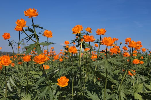 Globe-flower (Trollius asiaticus L) against the blue sky