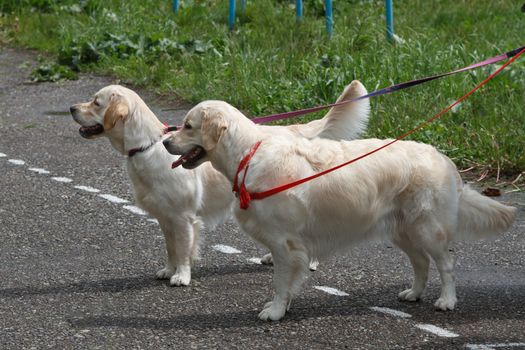 Two golden retrievers at an exhibition of dogs