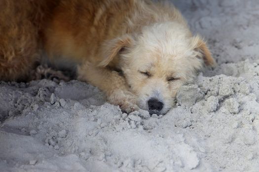 Red dog sleeping on the beach. Cambodia