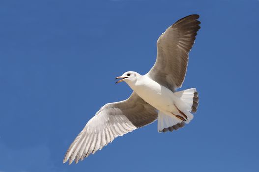 Graceful seagull bird soaring on a breeze and blue sky behind