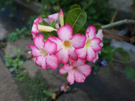 Pink Adenium flowers, blooming into a bouquet. Flowers looking fresh.                              