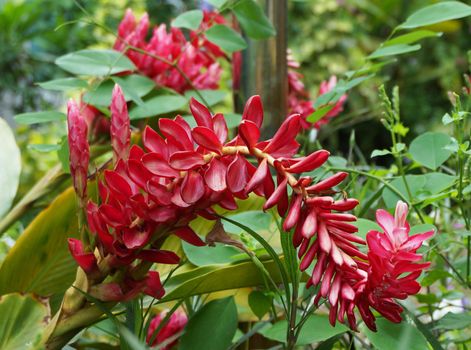 Red Ginger or Ostrich Plume is a native of Malaysia with beautiful flowers. Attributable to the sheath covering inflorescences with bright colors
                             