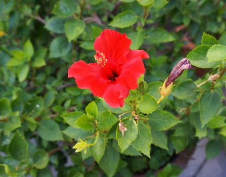 Red hibiscus flower in full bloom, the pollen has two layer, upper is red, lower is yellow.                                