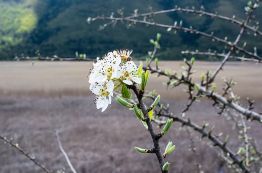 Closeup of a branch of white flowers