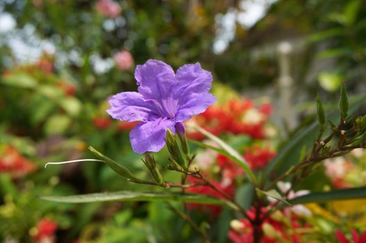 Ruellia tuberosa Linn, which are among the other trees.There are bright purple hue in full bloom.                              