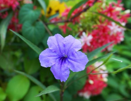 Ruellia tuberosa Linn, which are among the other trees.There are bright purple hue in full bloom.                                