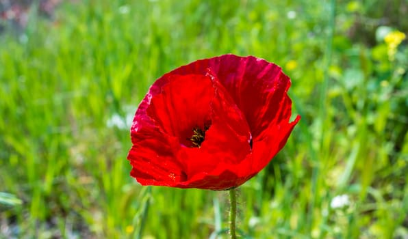 Red poppy flower in the field