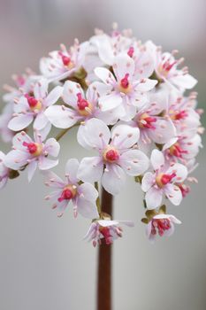 Indian Rhubarb, Darmera peltata