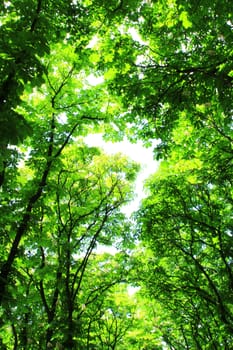 Crowns of green trees in the old park