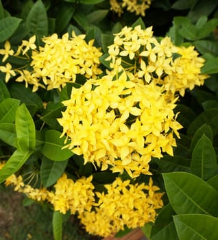 The flower spike is a shrub, many bouquet of flowers has dark yellow.                            