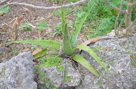 aloe vera plant growing in nature