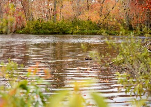 autumn landscape of a river and colorful leaves in maine