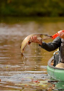 man catching a pike fish while fishing in a canoe