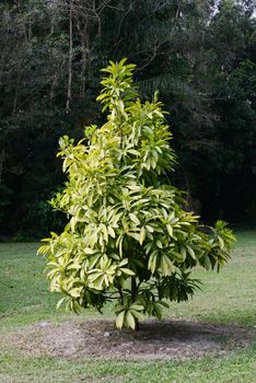 mamey sapote tropical tree outdoors