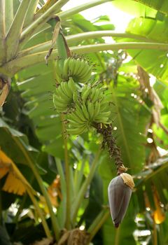 green bananas ripening on banana tree