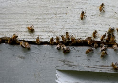 close-up of bees swarming a bee hive