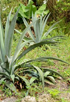 blue agave plant in nature