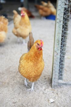 chickens on an organic farm