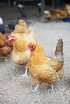 group of chickens on a free range farm