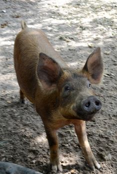 a cute pig on a farm