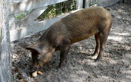 a pig eating on a farm