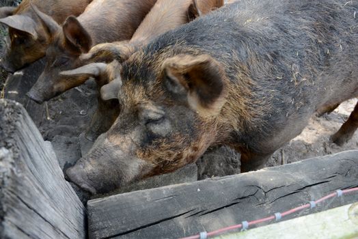 happy hogs on a farm
