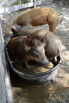 Three little pigs bathing in water