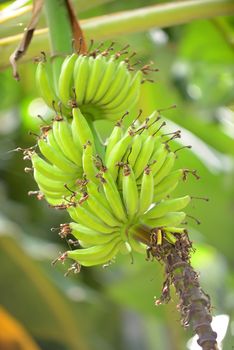 tropical banana tree