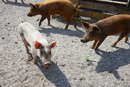 pigs playing in dirt on a farm