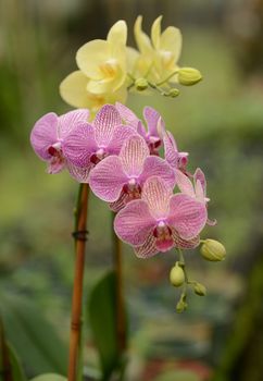 yellow and purple orchids tied on bamboo