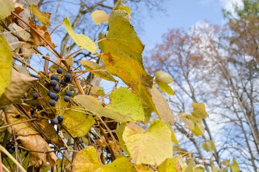 ripe fresh organic grape fruit bunch with green leaves