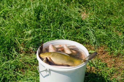 big fishing catch in a bucket with water on meadow grass.