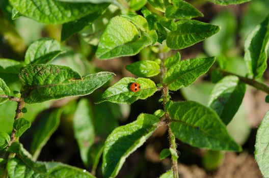 orange ladybird insect animal sit on bean plant leaves.