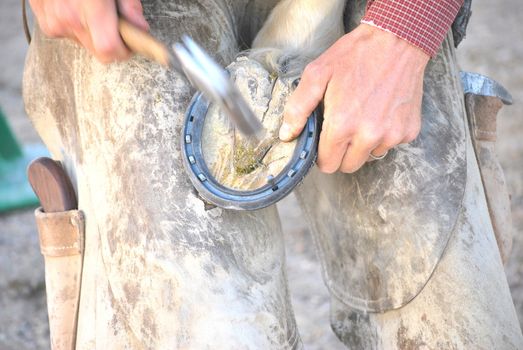 Male farrier working on a horseshoe.