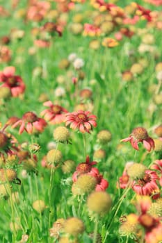 Sunny spring with flowers