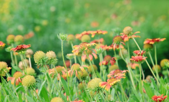 Sunny spring with flowers