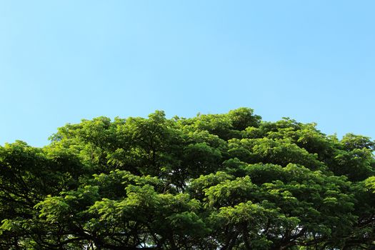 Green tree in tropical garden