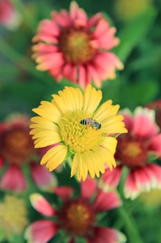 Sunny spring with flowers and bee