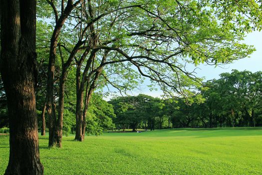 Green tree in tropical garden