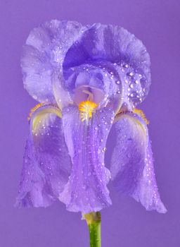 purple iris flower blossom isolated on purple background, closeup